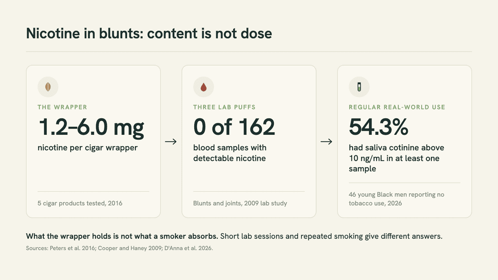 Three panels: a cigar wrapper holds 1.2 to 6.0 mg of nicotine (2016); 0 of 162 blood samples showed nicotine after three lab puffs of a blunt or joint (2009); 54.3% of 46 blunt users reporting no tobacco had saliva cotinine above 10 ng/mL (2026).
