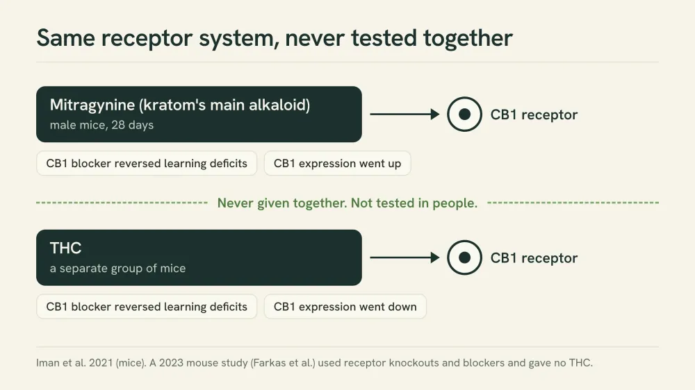 Diagram of two separate groups of mice, one given mitragynine and one given THC, each linked to the CB1 receptor. A CB1 blocker reversed learning deficits in both; CB1 expression went up with mitragynine and down with THC. Never given together.