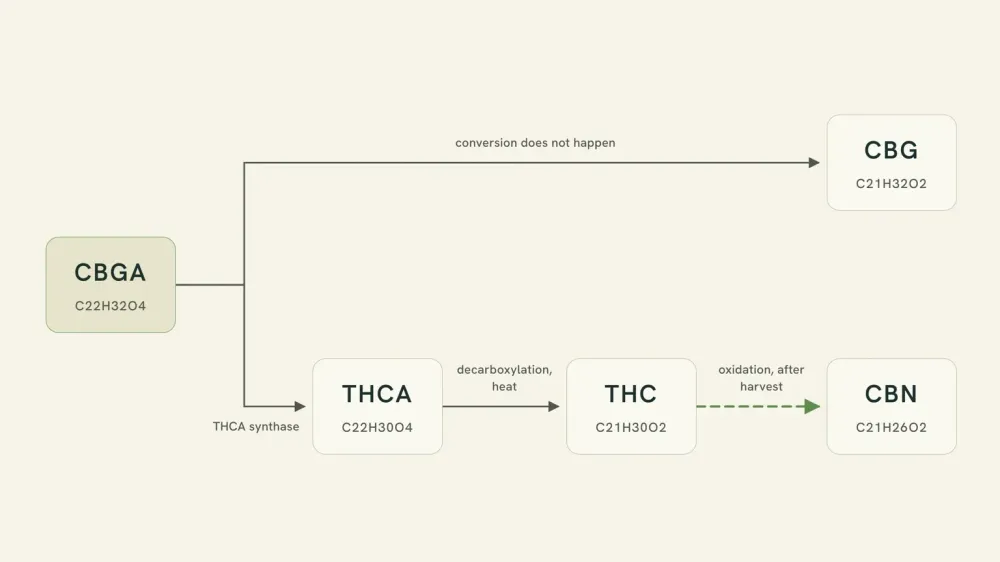 Two-branch diagram from one starting molecule. Upper branch: CBGA becomes CBG when the plant's enzymes do not convert it onward. Lower branch: CBGA becomes THCA, then THC by decarboxylation, then CBN by oxidation after harvest.