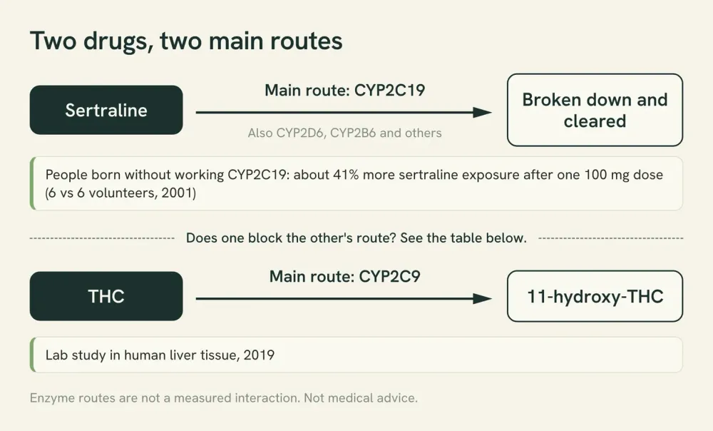 Diagram of two separate clearance routes: sertraline mainly through the liver enzyme CYP2C19, and THC mainly through CYP2C9, which forms 11-hydroxy-THC.