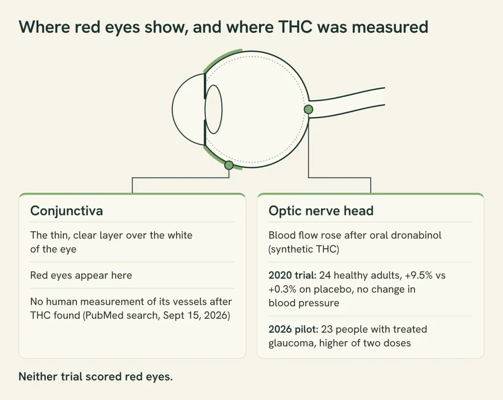 Diagram of an eye in cross-section marking the conjunctiva, where red eyes appear, and the optic nerve head at the back, where THC trials measured a rise in blood flow.