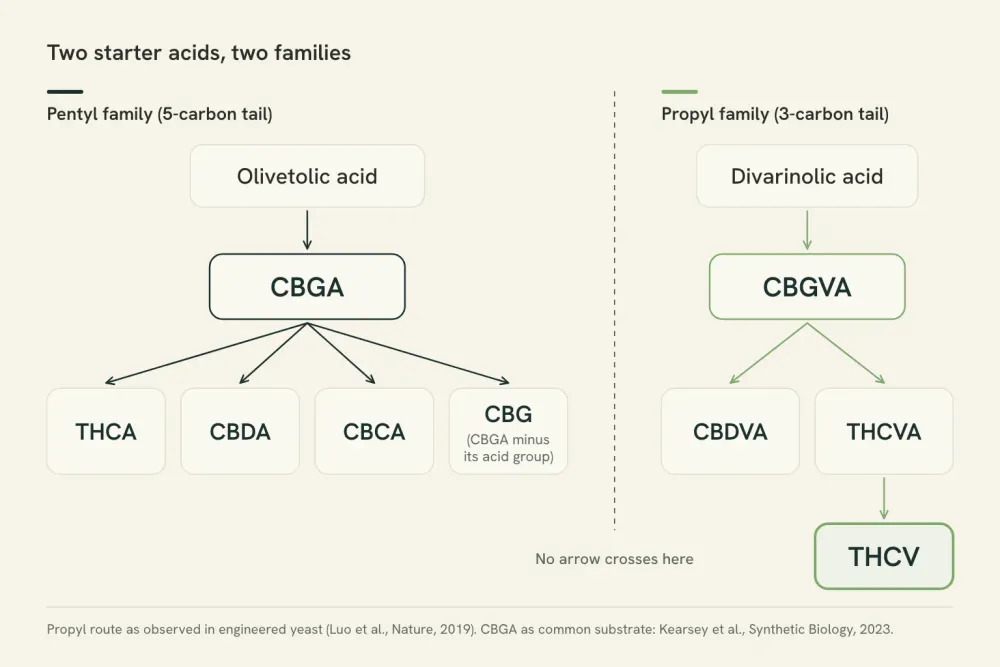 Diagram of two cannabinoid families. Pentyl route: olivetolic acid to CBGA, which branches to THCA, CBDA, CBCA and CBG. Propyl route: divarinolic acid to CBGVA, which branches to THCVA, then THCV, and CBDVA.