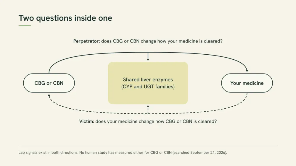 Diagram with a liver-enzyme box in the center, an arrow from CBG or CBN to your medicine labeled perpetrator, and an arrow from your medicine to CBG or CBN labeled victim.