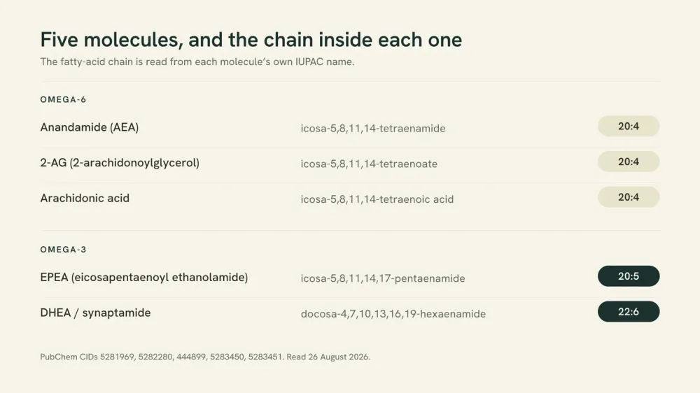 Chart comparing five molecules by the fatty-acid chain inside each one, with anandamide, 2-AG and arachidonic acid marked 20 carbons and 4 double bonds in the omega-6 family, EPEA marked 20 and 5 and DHEA 22 and 6 in the omega-3 family.