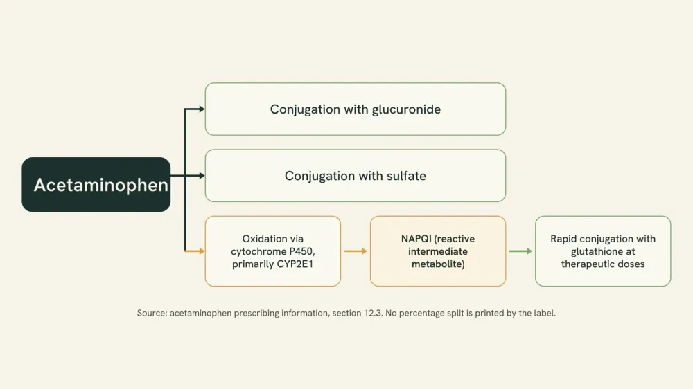 Diagram of acetaminophen's three metabolic routes: conjugation with glucuronide, conjugation with sulfate, and oxidation primarily by CYP2E1 to NAPQI, which is then conjugated with glutathione.