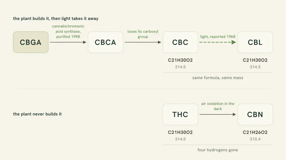 Two-line diagram. The top runs CBGA to CBCA to CBC to CBL, the last arrow labeled light, CBC and CBL both marked C21H30O2, 314.5. The bottom runs THC to CBN, labeled air oxidation in the dark: THC C21H30O2, 314.5 and CBN C21H26O2, 310.4.