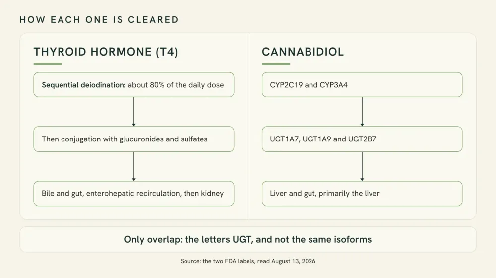 Two-column diagram comparing how thyroid hormone is cleared, by sequential deiodination and conjugation, with how cannabidiol is cleared, by CYP2C19, CYP3A4 and three UGT isoforms.