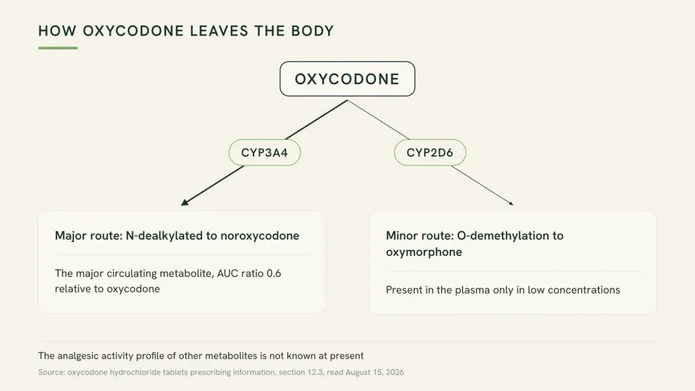 Diagram of oxycodone with two labeled exits: a major CYP3A4 route to noroxycodone and a minor CYP2D6 route to oxymorphone, with the label's own quantities beneath each.