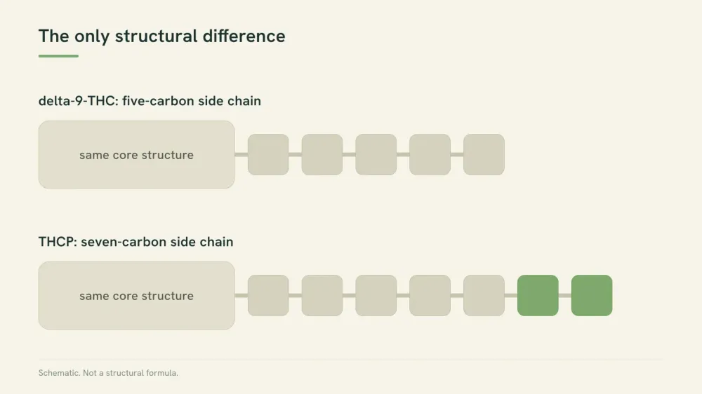 Schematic comparing a five-segment side chain on delta-9-THC with a seven-segment side chain on THCP against an identical core structure.