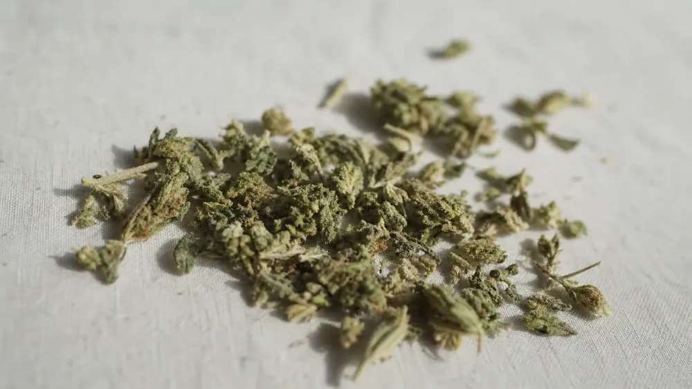 A close photograph of dried hemp plant material spread on a plain pale surface, lit from the side so the resin glands catch the light, with the background falling away out of focus.