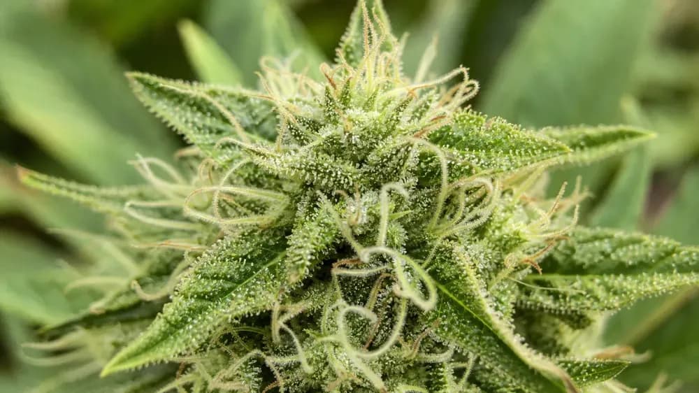 Macro photograph of a living hemp flower on the plant in daylight, green bracts dense with resin glands.