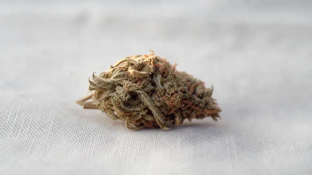 A close macro photograph of a single dried hemp flower resting on a plain pale surface, its resin glands catching side light, with the background falling away out of focus.