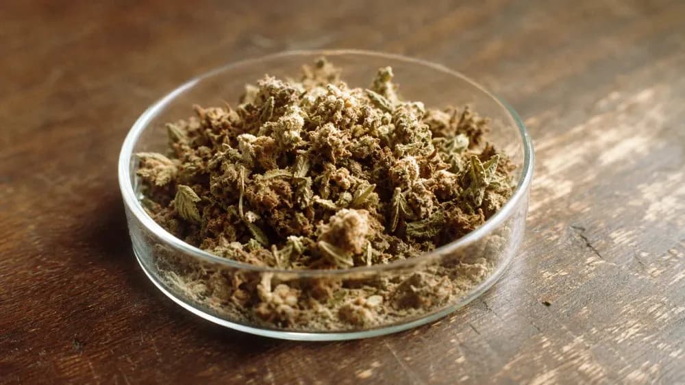 Macro photograph of dried hemp plant material in a small unmarked glass dish, showing the browning that comes with age and air exposure.