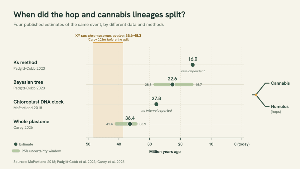 Timeline graphic comparing four published estimates of when hops and cannabis split: 16.0, 22.6, 27.8 and 36.4 million years ago, with uncertainty bars from 15.7 to 28.8 and 33.9 to 41.4 million years.