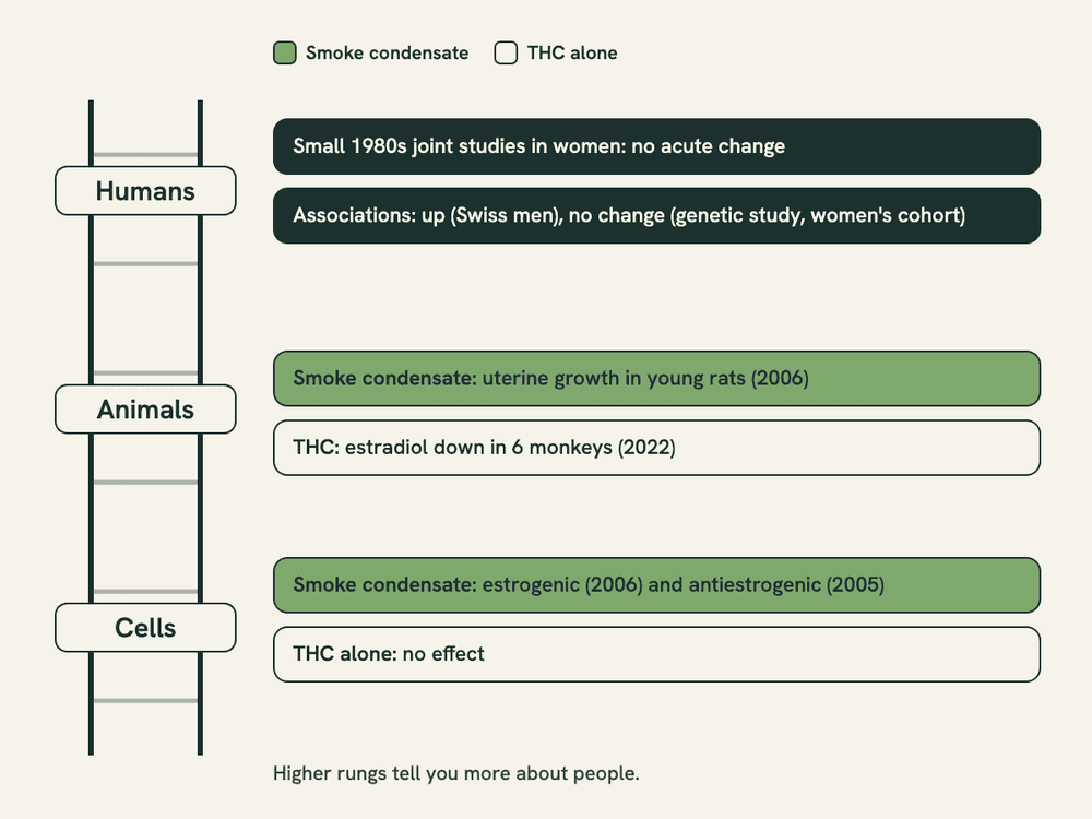 Three-rung ladder diagram labeled Cells, Animals and Humans, showing that the estrogenic results came from smoke condensate, THC alone was inactive in cells, and human data are mostly associations.