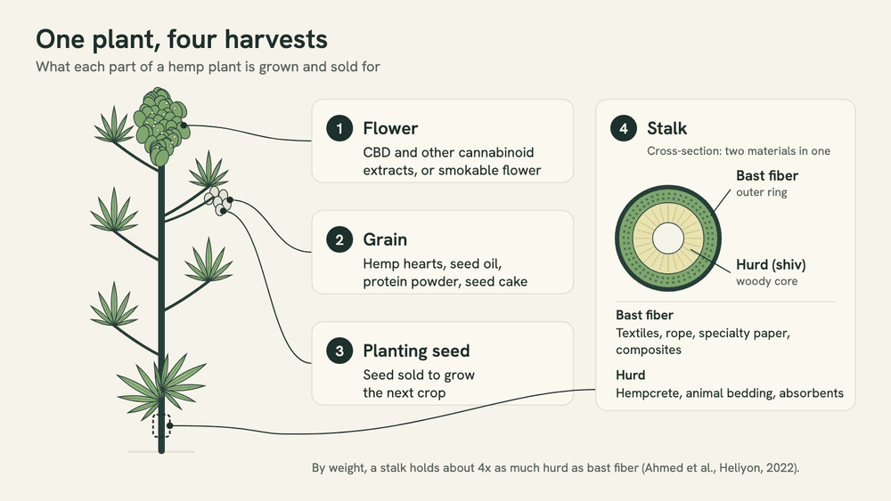 Diagram of a hemp plant with four harvests: flower to cannabinoid extracts, grain to hemp hearts and seed oil, planting seed to the next crop, and a stalk cross-section with outer bast fiber around a woody hurd core.