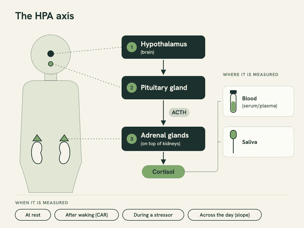 Diagram of the HPA axis: the hypothalamus signals the pituitary, the pituitary releases ACTH, and the adrenal glands release cortisol, with icons showing cortisol measured in blood and saliva.