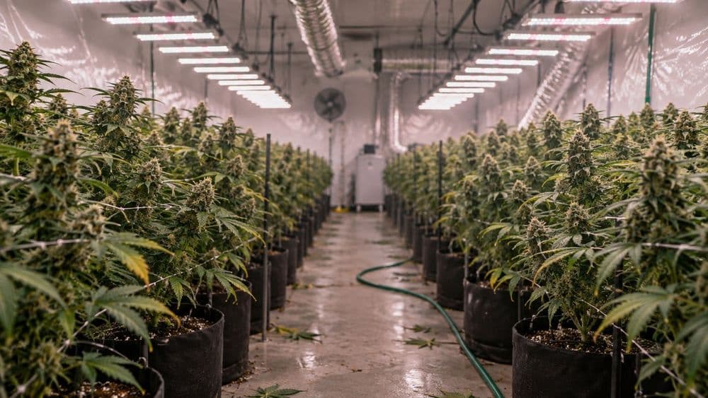 Rows of flowering cannabis plants inside a windowless indoor grow room under bright LED fixtures, with white reflective walls and ventilation ducts.