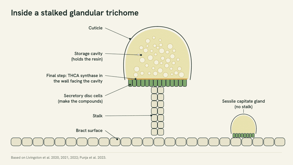 Labelled diagram of a stalked capitate trichome: a stalk rising from the bract, a disc of secretory cells at the top, and a resin-filled storage cavity under a thin cuticle.