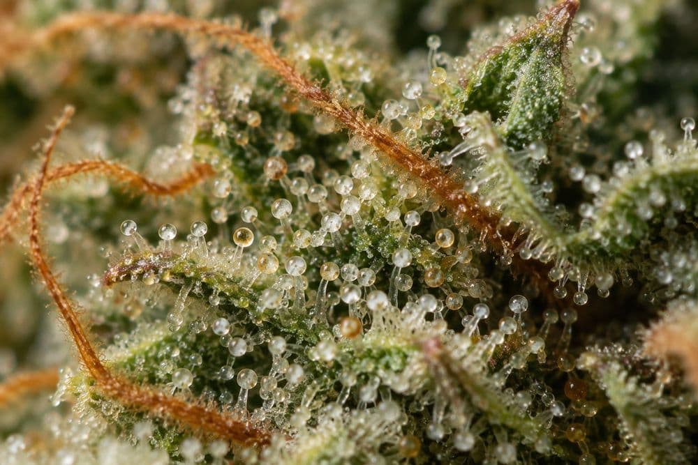 Extreme close-up of a cannabis flower bract covered in stalked resin glands with round, glassy heads, beside a few curled orange hairs.