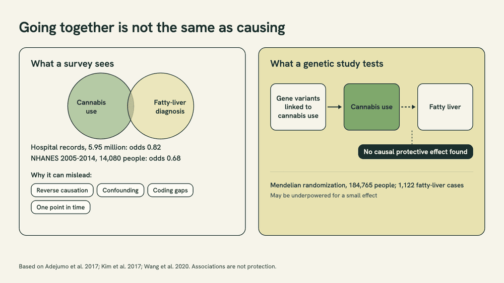 Two-panel diagram: a survey finding cannabis use and fatty liver appear together less often, beside a genetic study testing whether cannabis use causes less fatty liver, which found no protective effect.