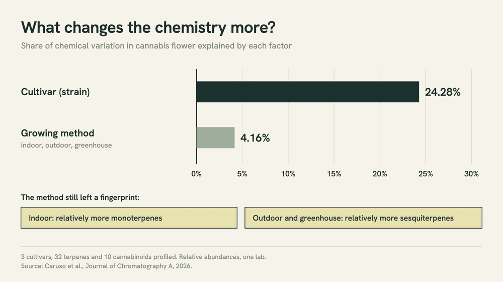 Bar chart of what explained chemical variation in cannabis flower in a 2026 study: cultivar 24.28%, cultivation method 4.16%.