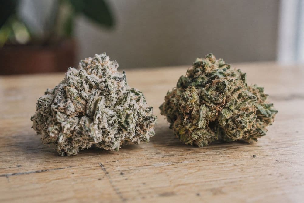 Two dried cannabis buds side by side on a pale wooden surface, one densely coated in white trichomes and one with a lighter coating.