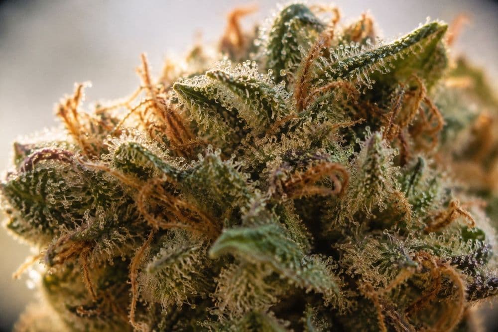 Extreme close-up of a dried cannabis bud covered in tiny, glistening mushroom-shaped trichomes, backlit by soft window light.