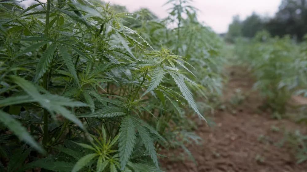 What Is THC-O? The Acetate Ester, the Delay, and the Heat