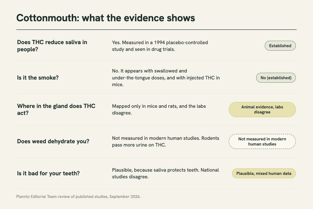Summary chart of five cottonmouth questions and how strong the evidence is for each, from established human data to questions not yet measured in people.