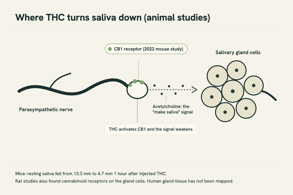 Simplified diagram of a nerve fiber meeting a salivary gland, with the CB1 receptor marked on the nerve ending and a note that THC turns the signal down, from a 2022 mouse study.