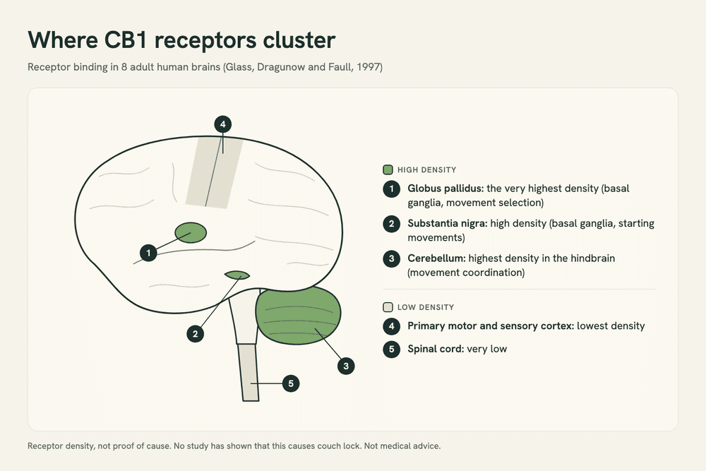 Schematic of the human brain in side view highlighting the regions with the highest CB1 receptor density: the globus pallidus, substantia nigra and cerebellum, with the motor and sensory cortex and spinal cord marked as low.