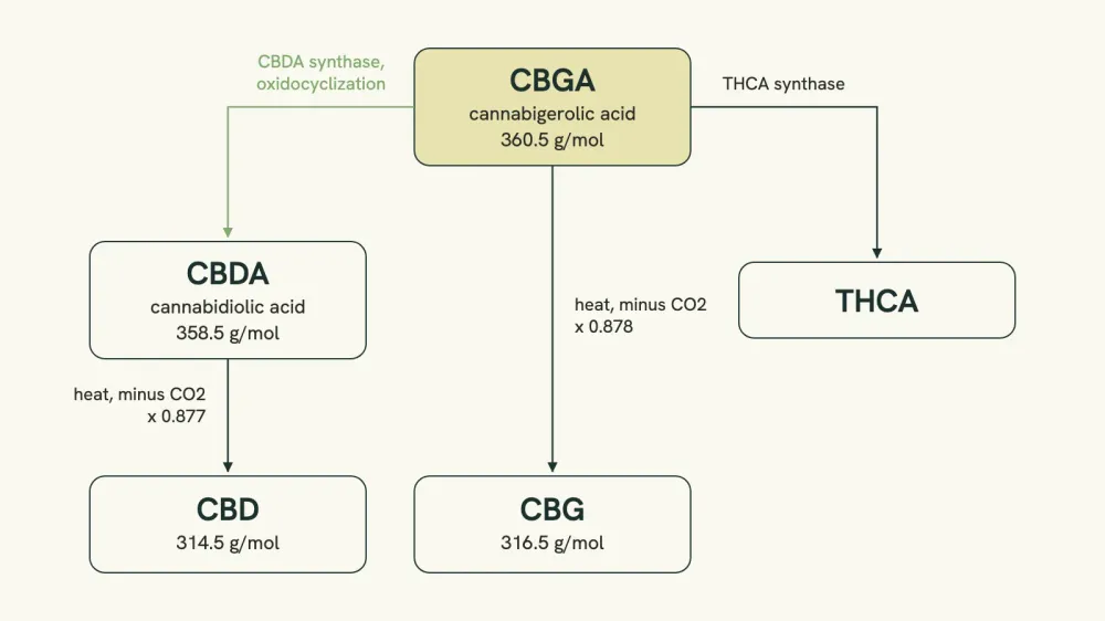 Flow diagram showing cannabigerolic acid as the starting point, converting into cannabidiolic acid and tetrahydrocannabinolic acid, with the decarboxylation step to CBD and CBG shown alongside.