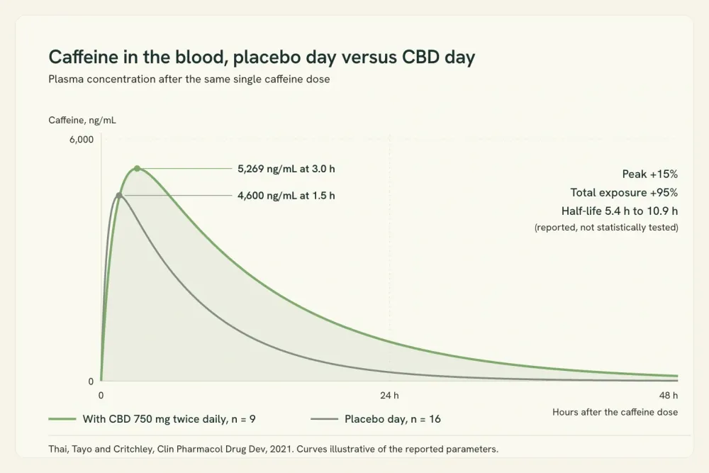 Line chart of caffeine blood concentration over 48 hours, placebo day versus CBD day, showing a later and much flatter curve on the CBD day.