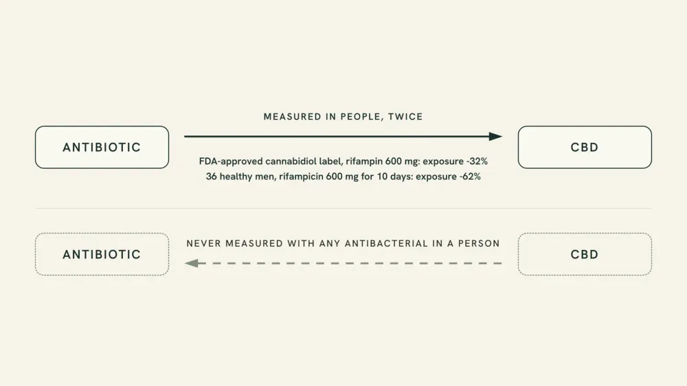 Diagram of two directions: antibiotic to CBD, measured twice in humans with rifampin, cannabidiol exposure down 32% on the FDA label and 62% in a 36-person trial; CBD to antibiotic, never measured with any antibacterial in a person.