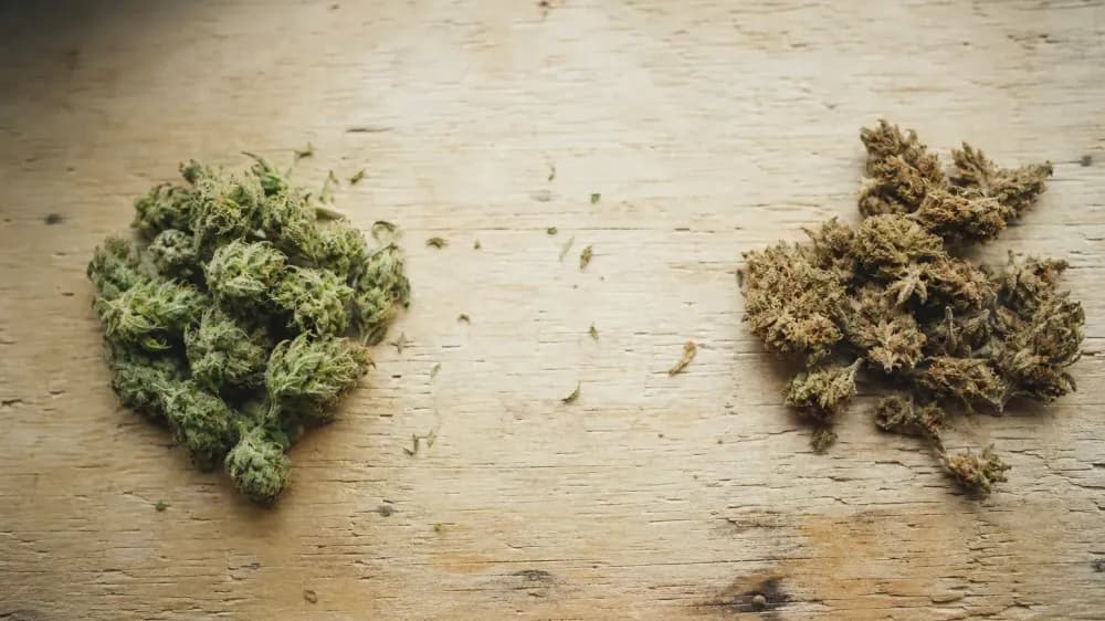 Two small piles of hemp flower on a pale wooden surface, one fresh and green, one older and browned, in soft daylight.