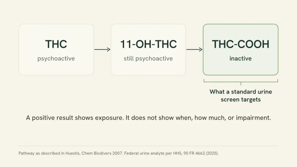 Diagram of how the body breaks down THC: THC becomes 11-OH-THC, which is still psychoactive, and then THC-COOH, which is inactive and is the compound a standard urine screen targets.