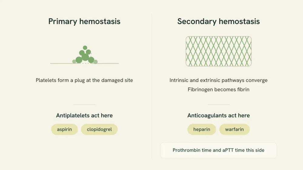 Two-column diagram: primary hemostasis, where platelets form a plug and antiplatelets such as aspirin and clopidogrel act, beside secondary hemostasis, where fibrinogen becomes fibrin and anticoagulants such as heparin and warfarin act.
