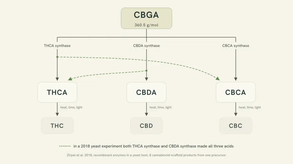 Diagram of CBGA at 360.5 g/mol branching to THCA, CBDA and CBCA through three synthases, with dotted crossover arrows marking the 2018 result.