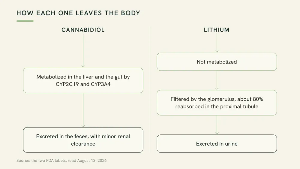 Diagram comparing two clearance routes: cannabidiol metabolized by liver enzymes and excreted in feces, lithium not metabolized and filtered by the kidney.