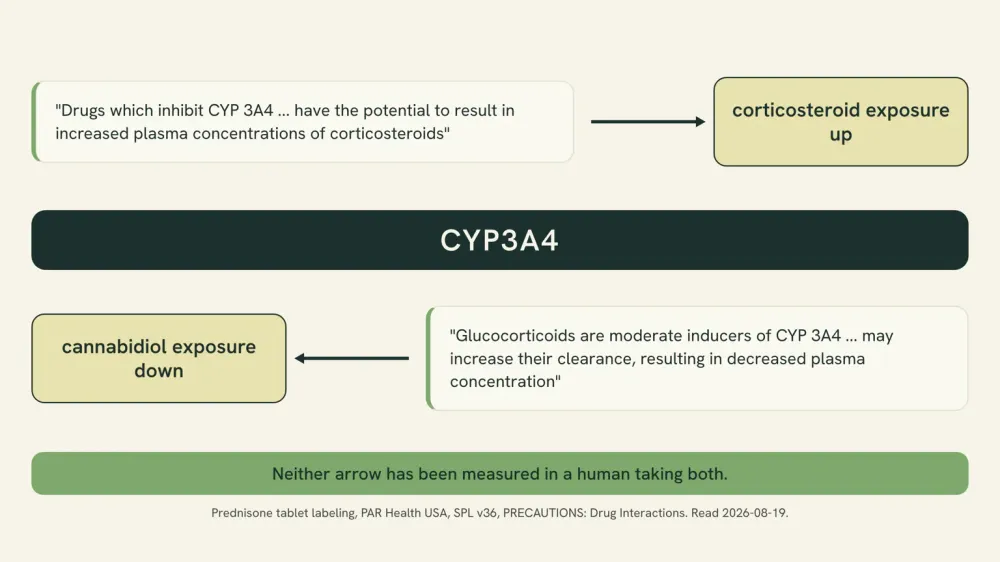 Diagram of the two directions in the prednisone labeling: CYP3A4 inhibitors raising corticosteroid concentrations, and glucocorticoids as moderate CYP3A4 inducers speeding the clearance of other drugs that use the enzyme.