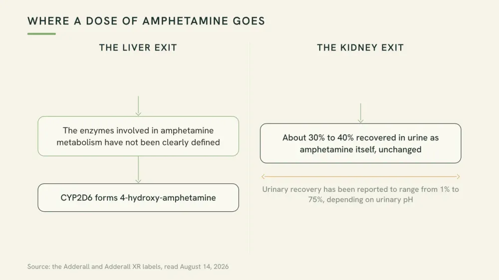 Diagram of two exits for a dose of amphetamine: a liver route where CYP2D6 forms 4-hydroxy-amphetamine, and a kidney route where 30 to 40 percent leaves unchanged in urine.
