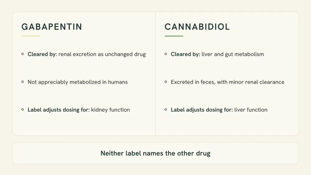 Diagram contrasting gabapentin, cleared by the kidneys as unchanged drug, with cannabidiol, cleared by the liver and gut, beside what each drug label adjusts its dosing for.