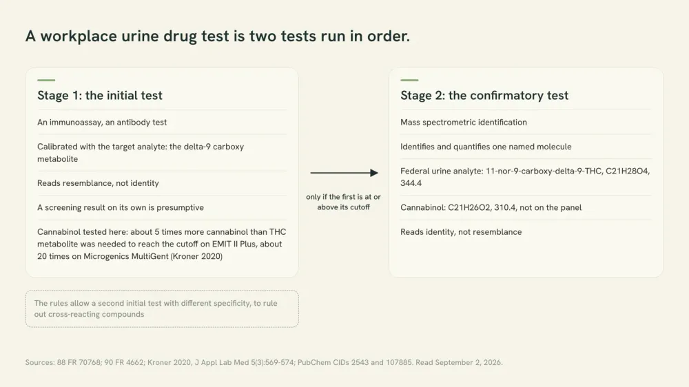 Diagram of the two stages of a urine drug test: an antibody screen calibrated with the delta-9 carboxy metabolite, which reads resemblance, and a mass spectrometry confirmation, which names and quantifies one molecule. Cannabinol is not that molecule.