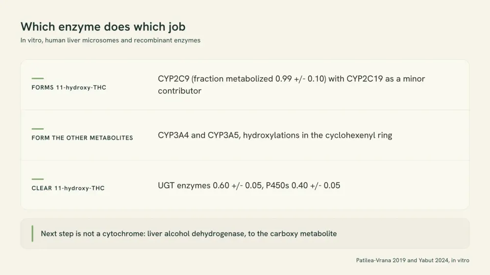 Three-panel chart headed Which enzyme does which job: CYP2C9 forms 11-hydroxy-THC, CYP3A4 and CYP3A5 form the other metabolites, and UGT enzymes with P450s clear it, above a footer line on liver alcohol dehydrogenase.