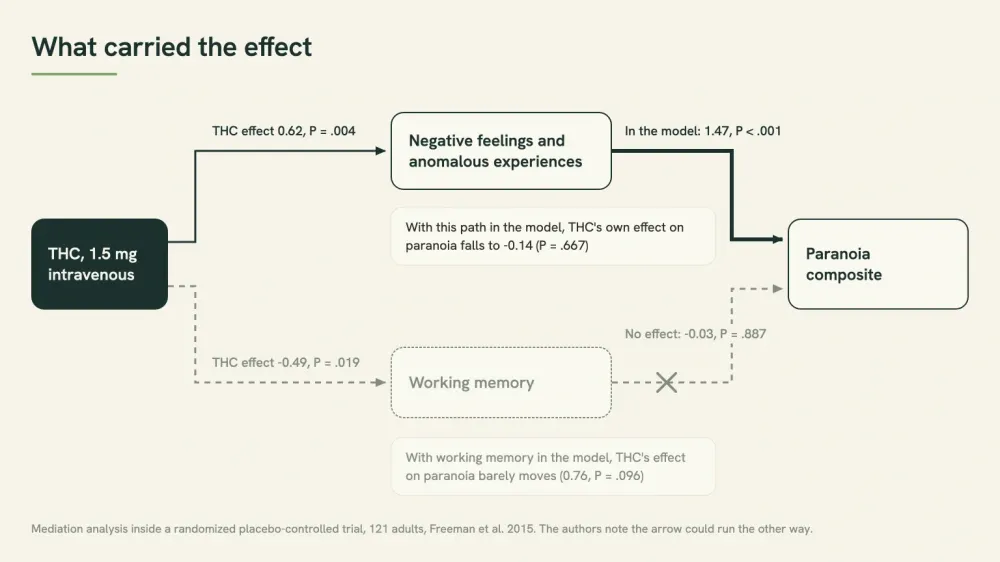 Diagram of a mediation analysis: THC raises negative feelings and anomalous experiences, which carry the effect on paranoia, while its effect on working memory does not.