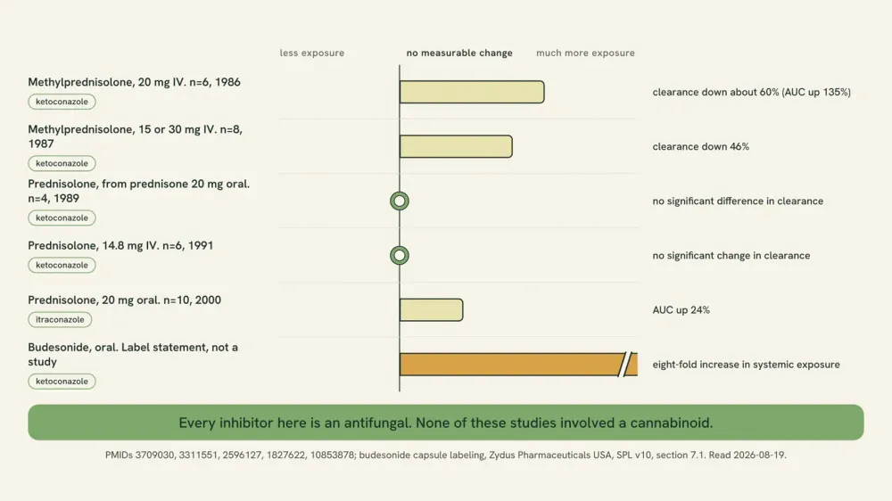 Chart of what antifungals did to three corticosteroids: methylprednisolone clearance down 60% and 46%, prednisolone unchanged twice, prednisolone AUC up 24% with itraconazole, budesonide exposure up eight-fold.