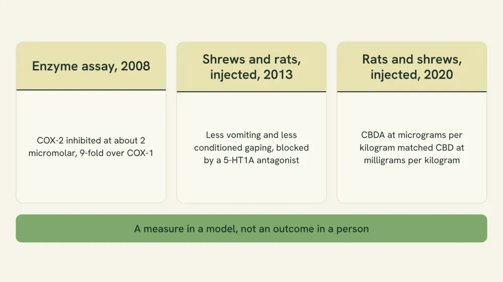 Three-panel chart of the studies behind the more-potent claim: an enzyme assay in 2008, shrews and rats injected in 2013, and rats and shrews injected in 2020, with the measure each one produced.