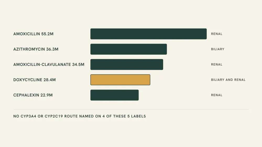 Ranked chart of the five most-dispensed US oral antibiotics in 2024, each tagged with the clearance route its FDA label names, and a footer noting that four of the five name no CYP3A4 or CYP2C19 route.