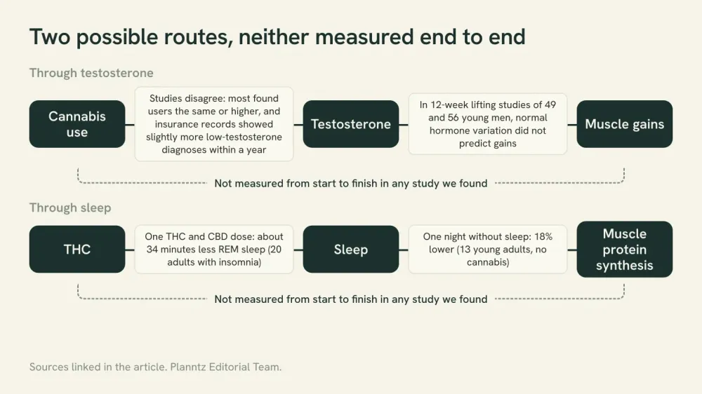 Diagram of two possible routes from cannabis to muscle gains, through testosterone and through sleep. Each step was measured in separate studies, and neither route was measured from start to finish.